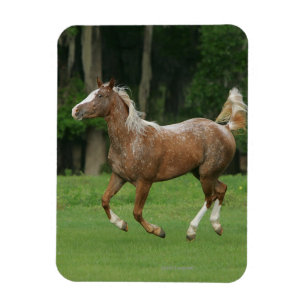 Íman Corredor do cavalo do Appaloosa