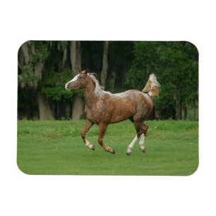 Íman Corredor do cavalo do Appaloosa