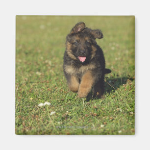 Íman Corredor do filhote de cachorro