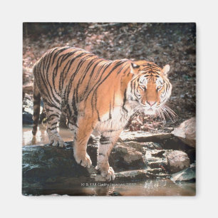 Íman Córrego do cruzamento do tigre