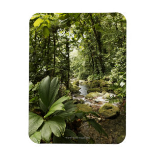 Íman córrego na floresta húmida, Dominica