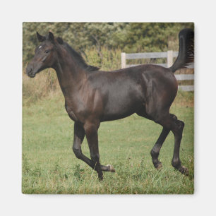 Íman Corrente-Cavalo-2