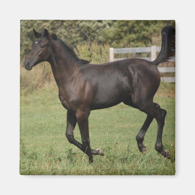 Íman Corrente-Cavalo-2 (Frente)