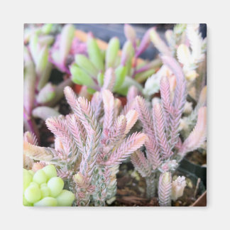 Íman Corrente de Crassula Variegada Cor-de-Rosa com Êxi