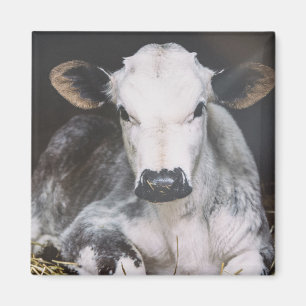 Íman Corte de Dia Ocupado