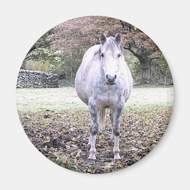 ÍMAN CORTE HORSE   (Frente)