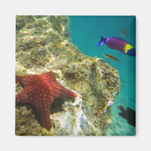 Íman Cortez Rainbow Wrasse macho e fêmea e mar