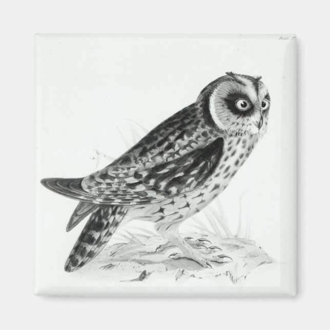Íman Coruja (Frente)