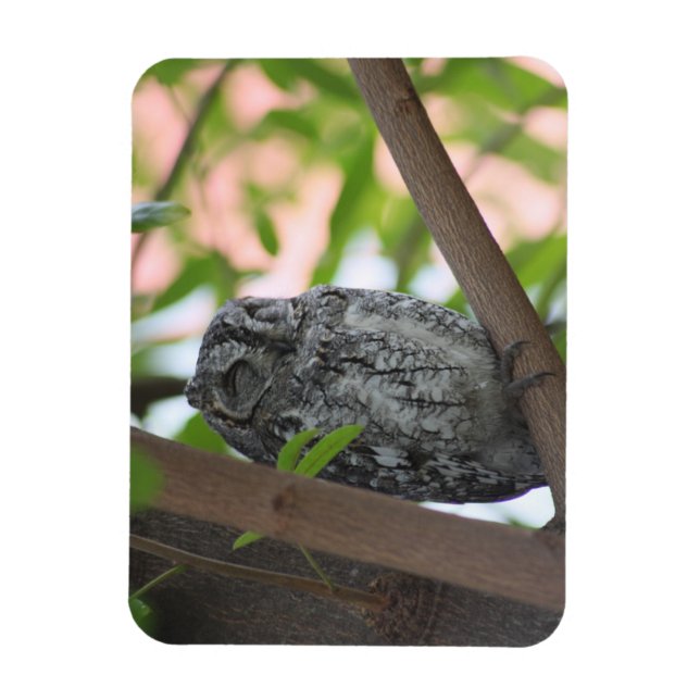 Íman Coruja africana dormindo numa árvore (Vertical)