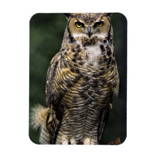 Íman Coruja-americana (Bubo virginianus), corpo inteiro