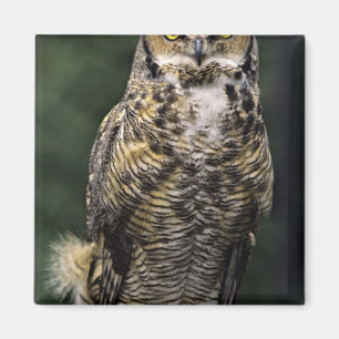 Íman Coruja-americana (Bubo virginianus), corpo inteiro