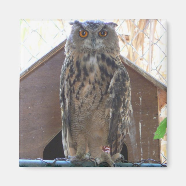 Íman Coruja-coruja (Frente)