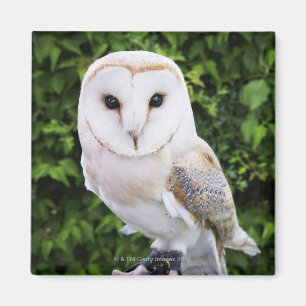 Íman Coruja de celeiro (Tyto alba) na luva