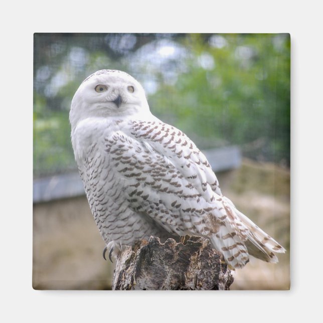 Íman Coruja de neve (Frente)