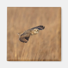 Íman Coruja-de-orelha-curta em voo nos prados