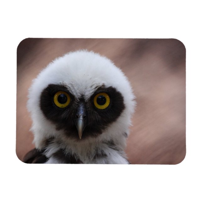 Íman Coruja Espetacada (Horizontal)