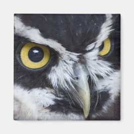 Íman Coruja Espetacular Negra e Branca