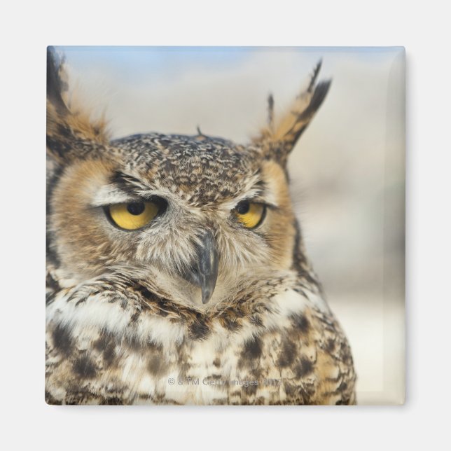 Íman Coruja-excelente (Bubo virginianus) (Frente)