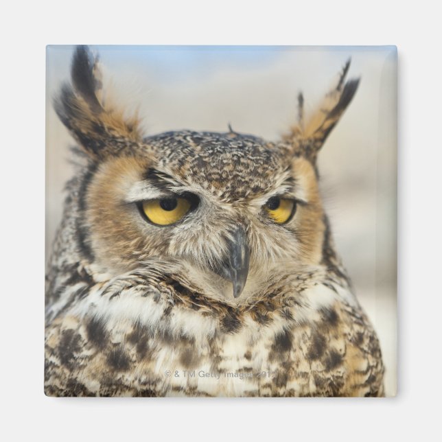 Íman Coruja-excelente (Bubo virginianus), cativa (Frente)