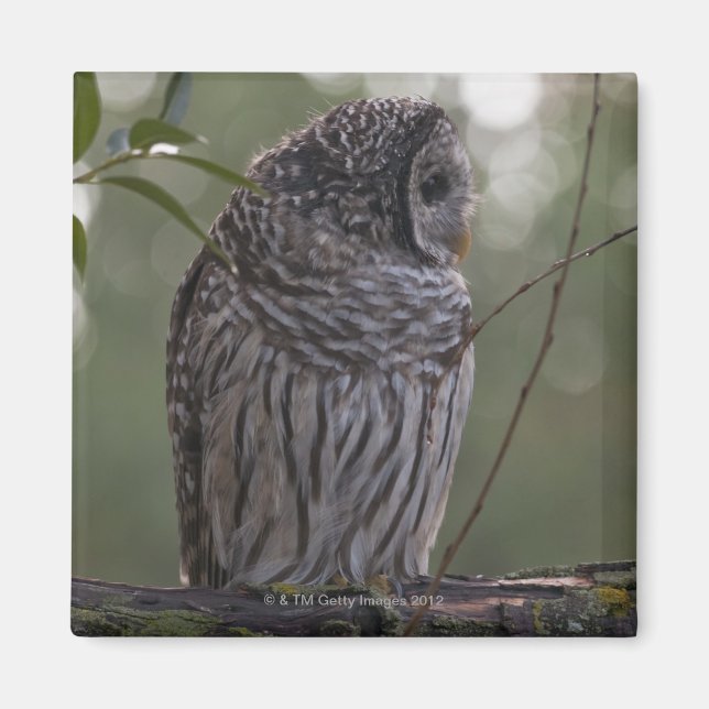 Íman Coruja Juvenil Barred (Strix varia) 2 (Frente)