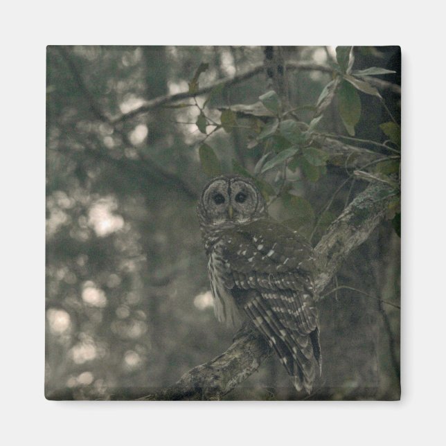 Íman Coruja na Floresta (Frente)