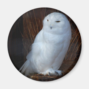 Íman Coruja nevado