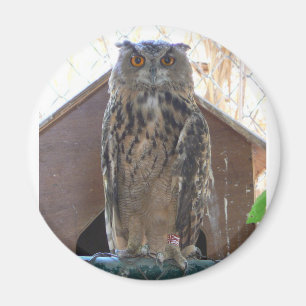 Íman Coruja olhar fixamente