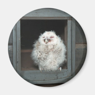 Íman Coruja Tawny