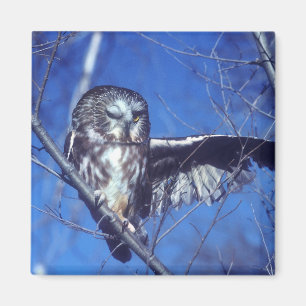 Íman Coruja Winking