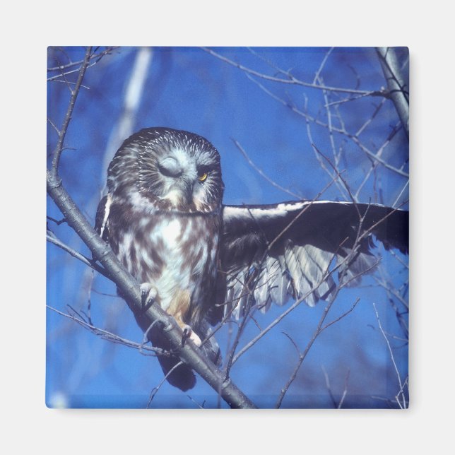 Íman Coruja Winking (Frente)