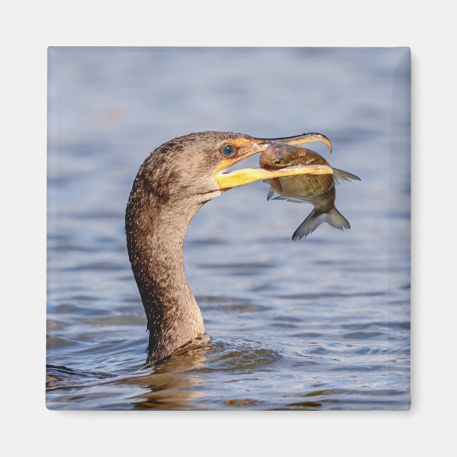 Íman Corvo com peixe (Frente)