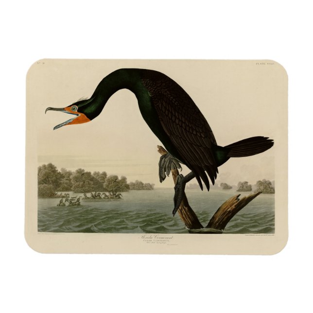 Íman Corvo da Flórida das Aves da América de Audubon (Horizontal)