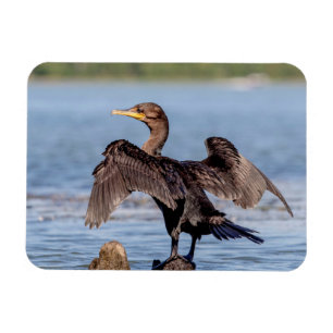 Íman Corvo-duplo no lago Champlain