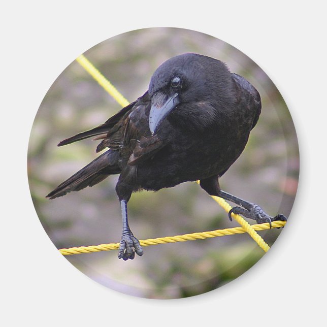 Íman Corvo em Crossroad (Frente)