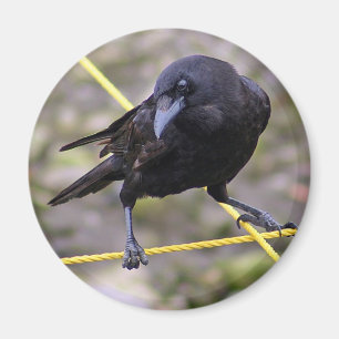 Íman Corvo em estradas transversaas