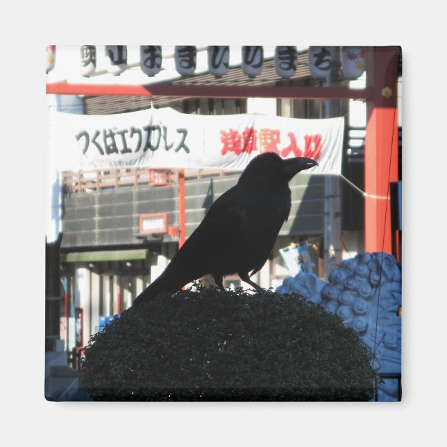 Íman Corvo Japonês (Frente)