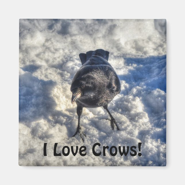 Íman Corvo Negro em Foto de Neve (Frente)