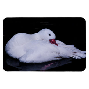 Íman Coscoroba Swan P3442