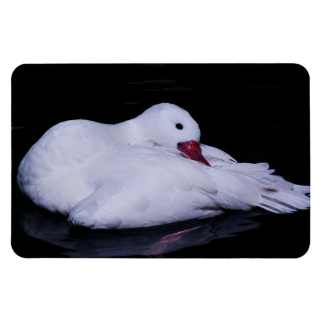 Íman Coscoroba Swan P3442 (Horizontal)
