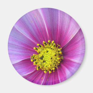 Íman Cosmos Rosa