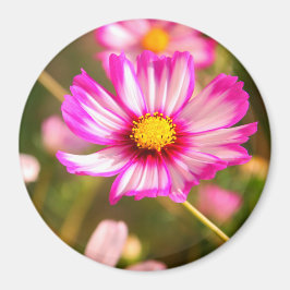 Íman Cosmos rosa,Jardim de Algodão Rosalinde