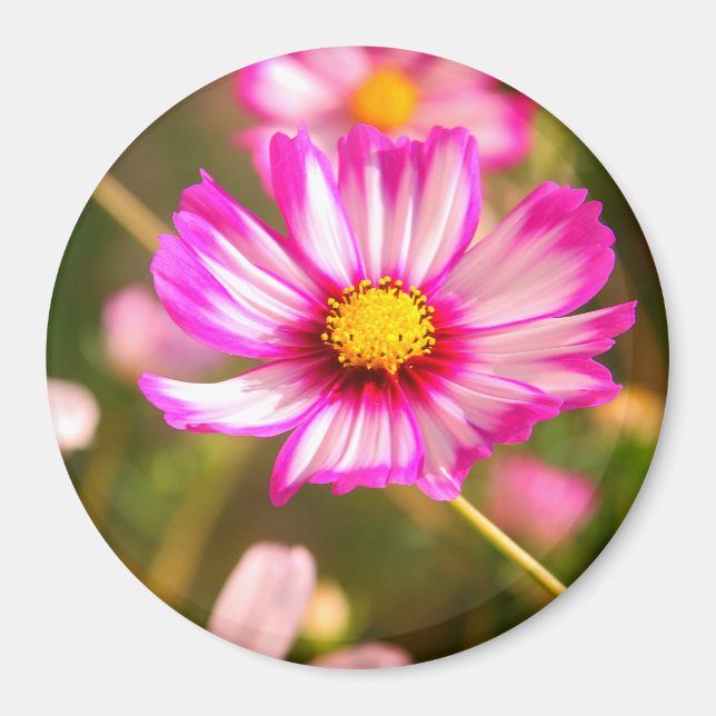 Íman Cosmos rosa,Jardim de Algodão Rosalinde (Frente)