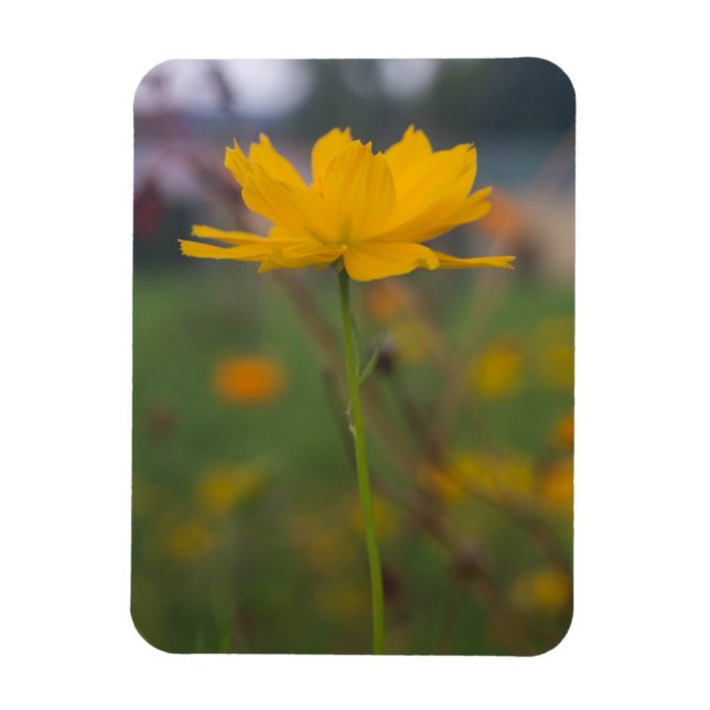 Íman Cosmos Sulfur 02 (Vertical)