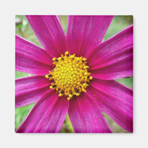 Íman Cosmos Wildflower