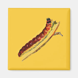 Íman Cossus cossus caterlenha