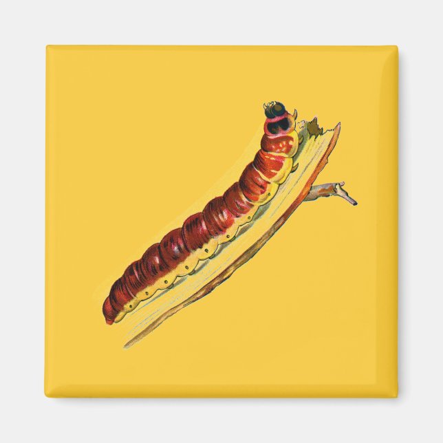 Íman Cossus cossus caterlenha (Frente)