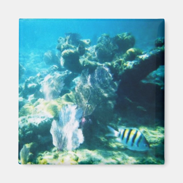 Íman Costa Maya Reef Magnet (Frente)