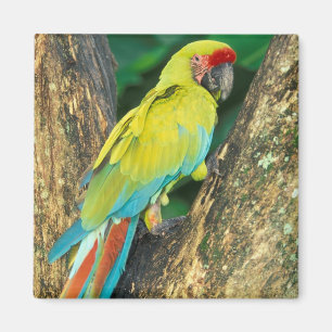 Íman Costa Rica, Ara Ambigua, grande Macaw. verde