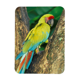 Íman Costa Rica, Arara Ambigua, Grande Arara Verde.