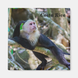 Íman Costa Rica - Macaco-prego branco
